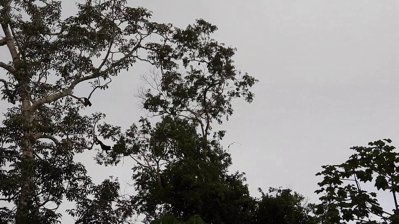 Red Howler Monkeys in the Peruvian Amazon