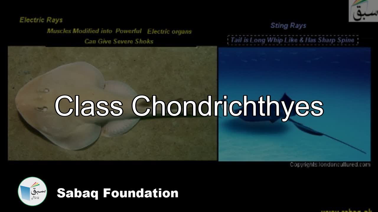 Class Chondrichthyes, Biology Lecture | Sabaq.pk | - YouTube