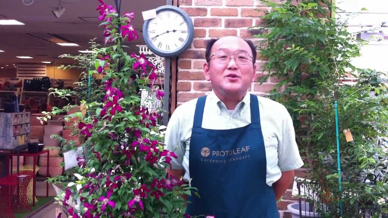 夏の植物管理 クレマチスの育て方 日常管理 Youtube