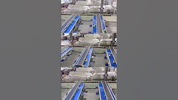 Cabbage/Grapefruit/Cantaloupe Electronic Weighing Sorting Grading Line Fruit Processing Machine