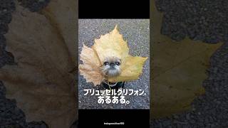 スターウォーズのチューバッカのモデルとなったブリュッセルグリフォンあるある♡#犬 #犬のいる暮らし #愛犬 #わんこ #犬バカ部 #ペット#犬好きな人と繋がりたい#ミックス犬 #ブリュッセルグリフォン
