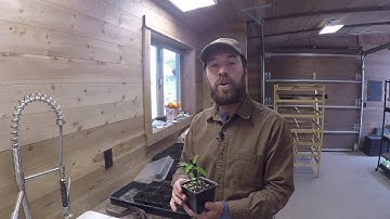 ABC acres: Starting Thornless Honey Locust Trees From Seed - episode #023