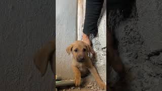 Man Rescues Puppy Stuck Between Walls