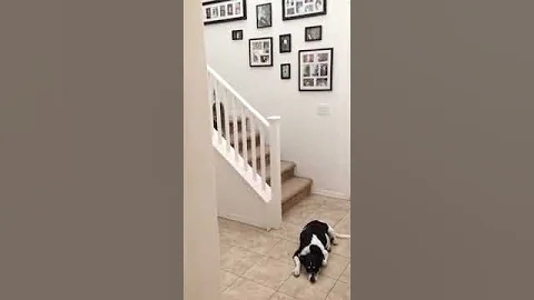 Dog plays fetch with self on stairs