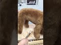 【トリミング】トイプードルのカット ハサミ仕上げ ららちゃん編