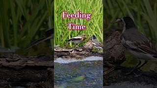 Download Lagu Momen Indah: Burung Memberi Makan Anaknya 🐦💛 MP3