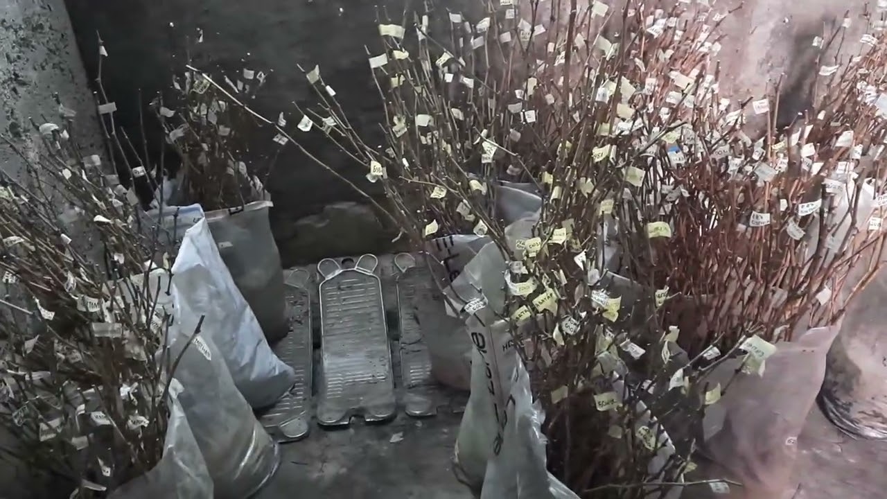 Стан виноградника на 26 02 2026 та зберігання саджанців і лози