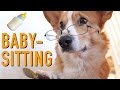 BABYSITTING CHIHUAHUAS - Topi the Corgi