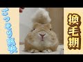 うさぎの換毛期 毛抜き動画！ゴッソリ抜けてすっきりw