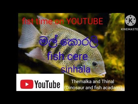 Mal korali fish care sinhala(green chromide) - YouTube