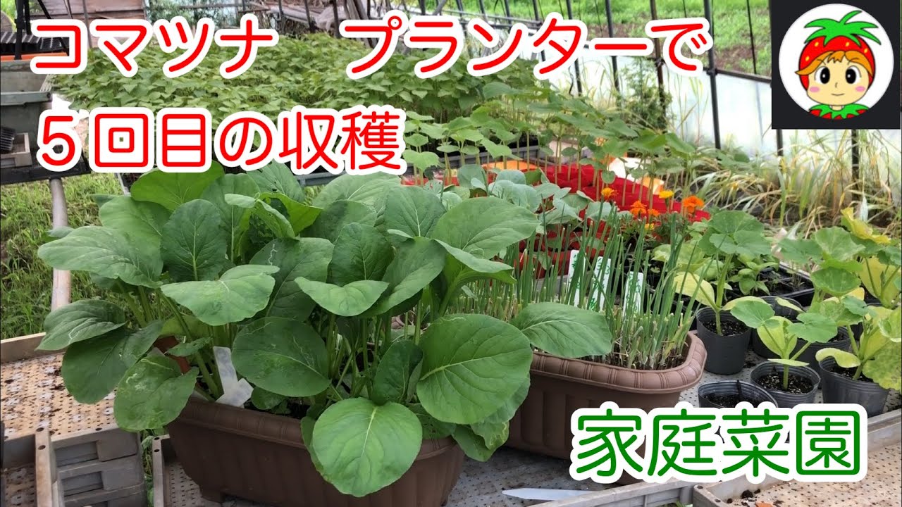 コマツナ５回目の収穫 家庭菜園プランター Youtube