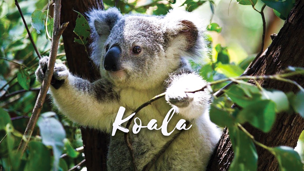 Download Back from the Brink - Season 1 Episode 3 - Koala