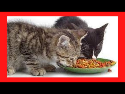 Video: Alimente A Su Gato Con Amor, No Con Exceso De Comida