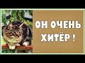 Котята мейн куны - 31. Котик Арчик и его приколы