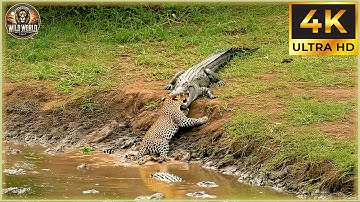 THE CROCODILE: Nature’s Ultimate Ambush Predator Unleashed! | Animal Documentary