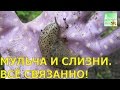 СЛИЗНИ И МУЛЬЧА всё связано!!!  🐌