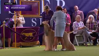 Afghan Hounds | Breed Judging 2024