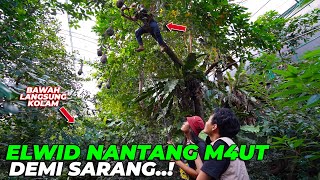 DEMI MENYELAMATKAN SARANG, ELWID NANTANG M4UT...!!