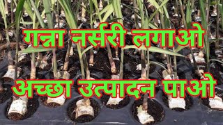 गन्ने की नर्सरी लगाओ गन्ने का उत्पादन बढ़ाओ sugarcane Nursery