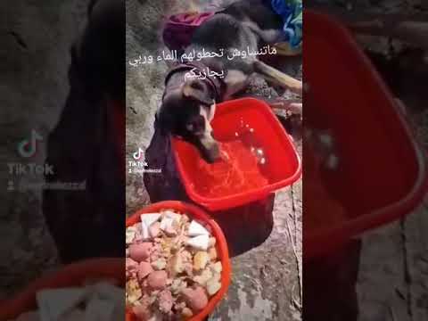 سقي عطشان هو من أفضل الصدقات