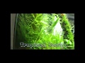 Nano Aquarium By Tropisch Design