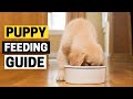 How Much Should a Golden Retriever Puppy Eat