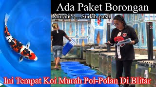 Murah❓,,Sudah Pasti lah ‼️Paket Borongan Juga Ada ❗️Bojas Nishikigoi - Blitar