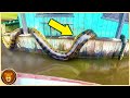 12 Riesenschlangen, die in Brasilien gefangen wurden