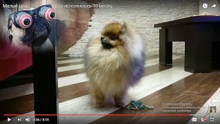 Малый шпиц Микки сегодня исполнилось 10 месяц. Малый шпиц Микки сегодня исполнилось 10 месяц.
