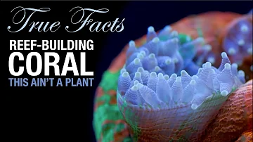 True Facts: Reef Coral is a Crazy Animal!