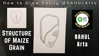 How to draw structure of a maize grain
