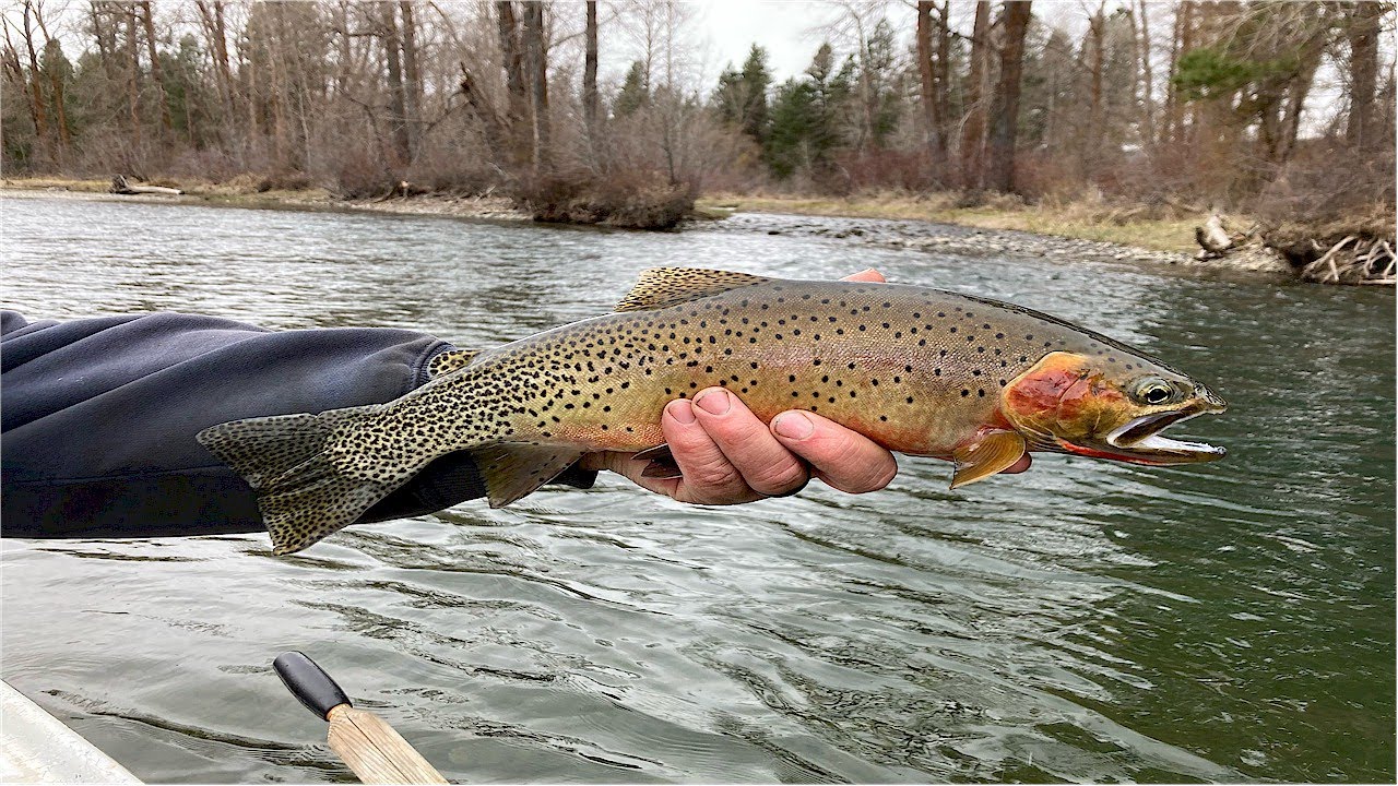 Yakima River Fly Fishing Report-April 18th, 2023-Worley Bugger Fly Co 