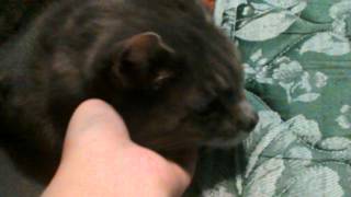 Shadow the Cat