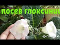 Глоксинии/ Пикировка и посев