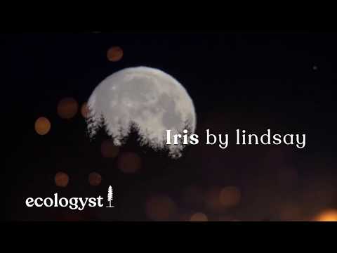 Iris - lindsay