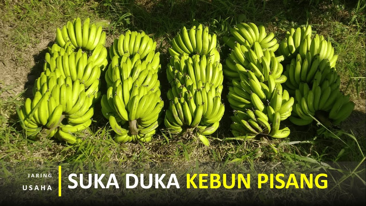 Suka Duka Yang Saya Rasakan Selama Berbisnis Kebun Produksi Pisang