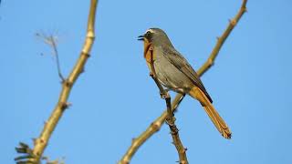 Cape Robin Chat Beautiful Bird Song For Smart Mastering