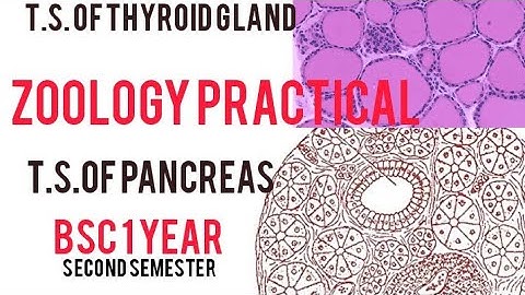 T.S.of mammal Pancreas and T.S.of Thyroid  gland comments with figure#zoology practical #bsc1year
