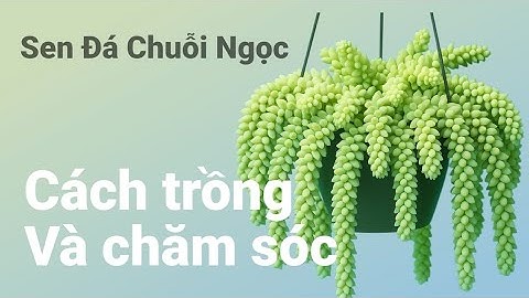 Thay Chậu Sen Đá Chuỗi Ngọc Bi – Đẹp Hơn, Sống Khỏe Hơn!