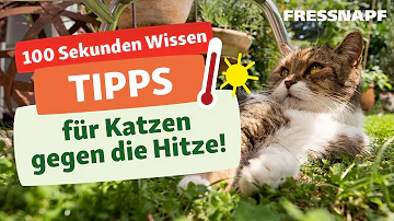 Wie kann man Katzen die Hitze erleichtern?