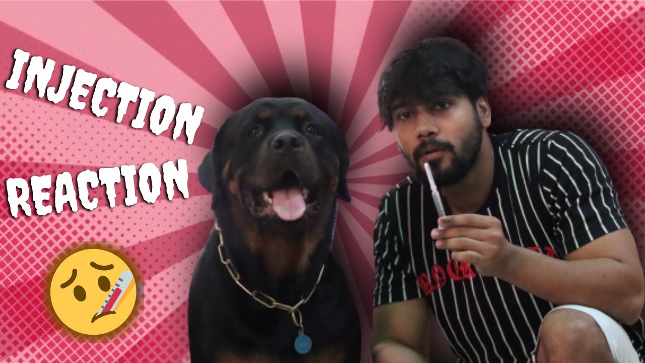 😷 What Happened? Was Rottweiler Rusty Calm while Injecting? | Chatty ...