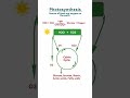 Photosynthesis: A Source of Food and Oxygen on the Earth