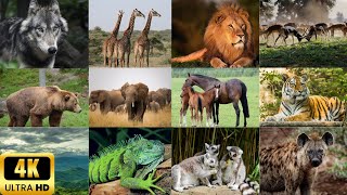 Animal sounds and Animal names in English - Alpaca, Armadillo, Axolotl, Capybara, Cassowary, Coot... screenshot 3