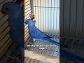 Taming a Shy Indian Ringneck Parakeet 🦜