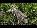 Burung Kowak malam abu atau kowak maling yang masih Muda (Nycticorax nycticorax)