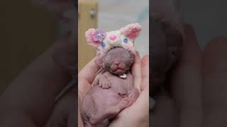 Sphynx Baby Wears Cute Hat In First Week Of Life❤ #shorts #short #sphynx #cute #kitten #cat