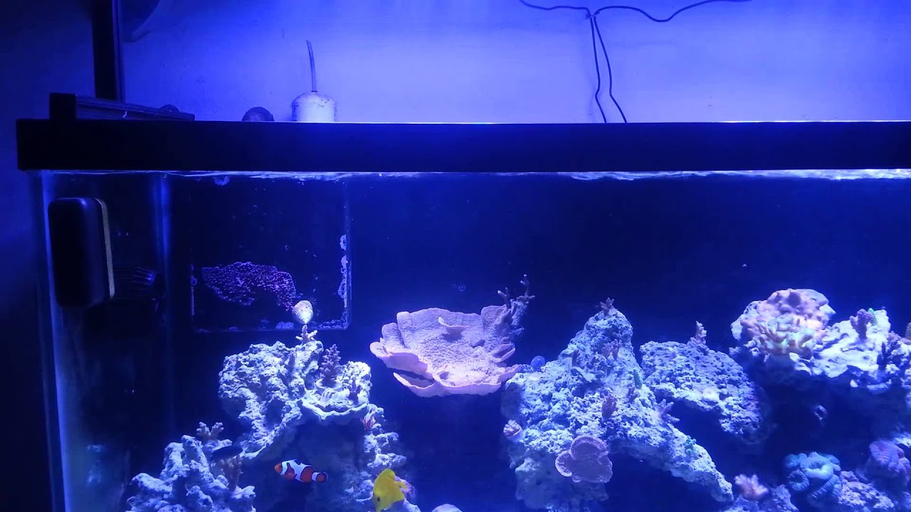 maxspect gyre mp40 youtube
