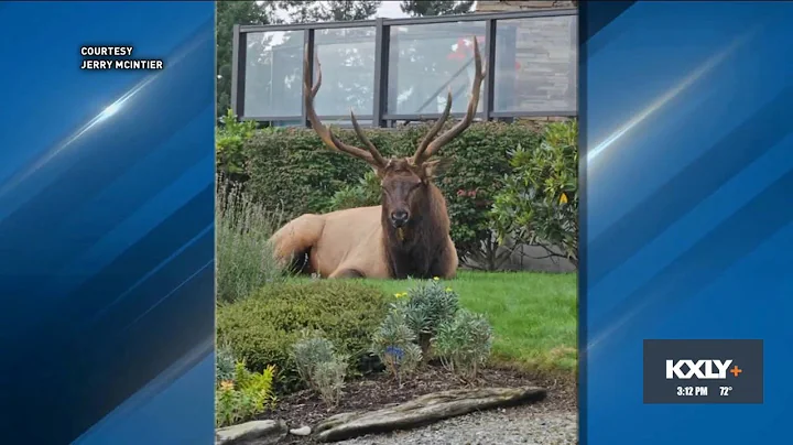 Elk found on Widbey Island in Puget Sound comes with a warning - DayDayNews