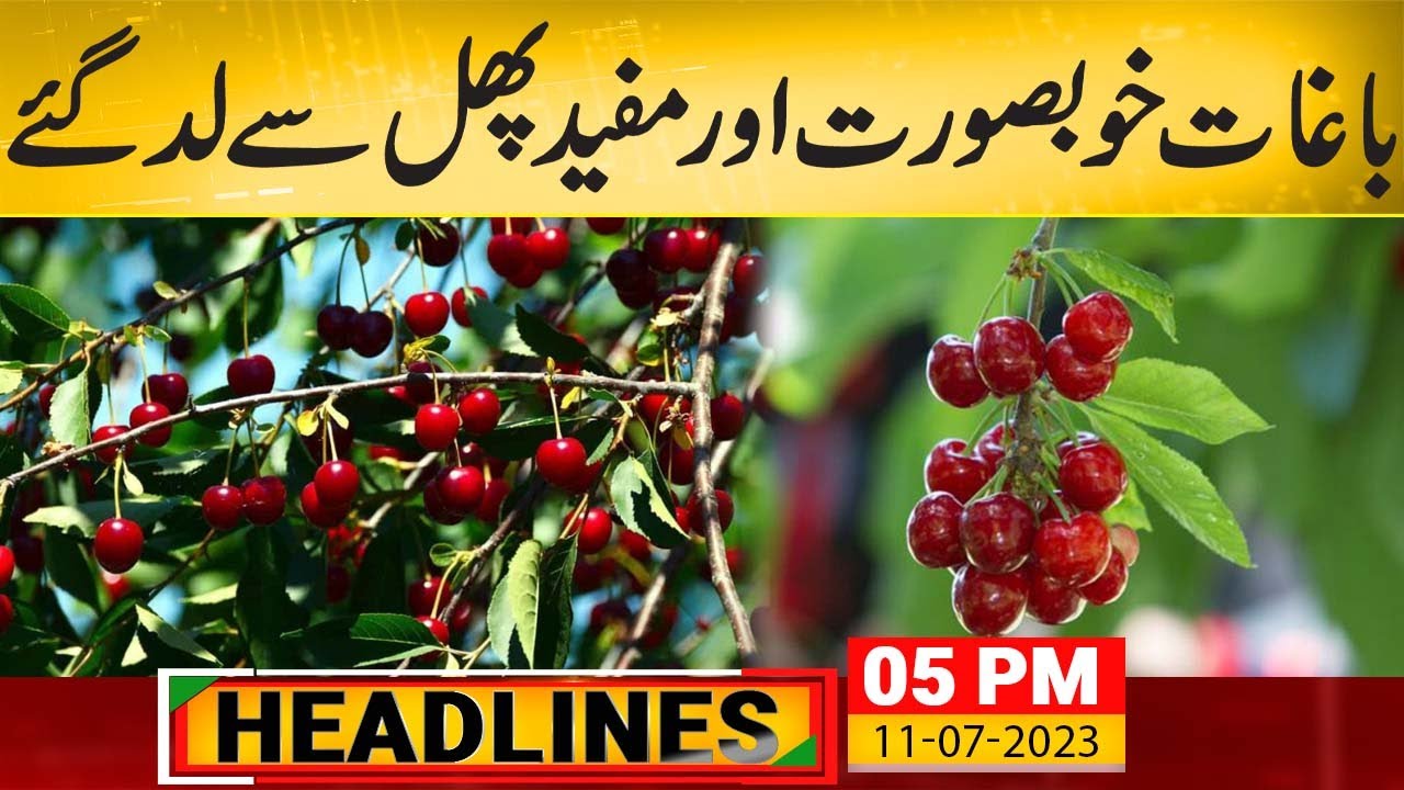 Delectable World of Cherries in Pakistan Such News Headlines 500 PM 11 July 2023 YouTube
