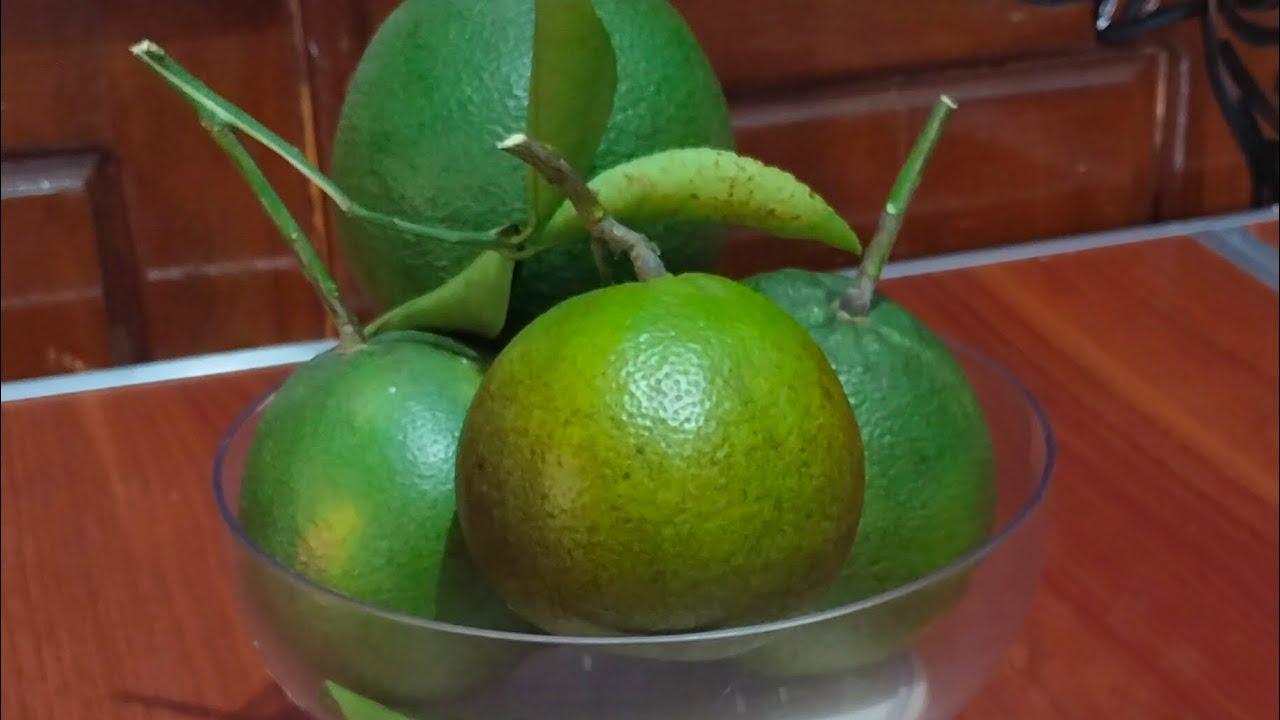 ALHAMDULILLAH PANEN JERUK SUNKIST TABULAMPOT DI KEBUN ROOFTOP BUAH NYA JUMBO